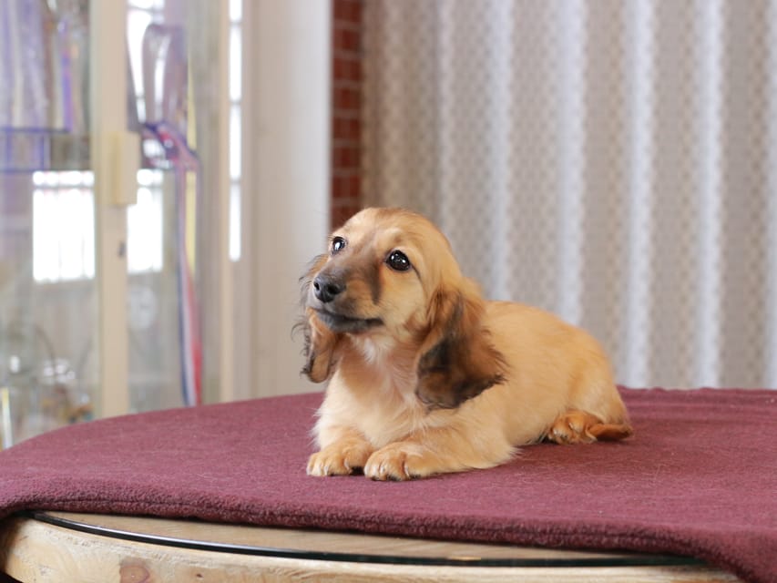 カニンヘン ダックスフンド チャンミ & ボノの子犬 レッド 女の子Dachshund_1150 カニンヘン ダックスフンド チャンミ & ボノの子犬 レッド 女の子