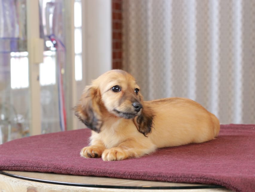 カニンヘン ダックスフンド チャンミ & ボノの子犬 レッド 女の子Dachshund_1155 カニンヘン ダックスフンド チャンミ & ボノの子犬 レッド 女の子