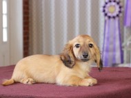 Dachshund_1165