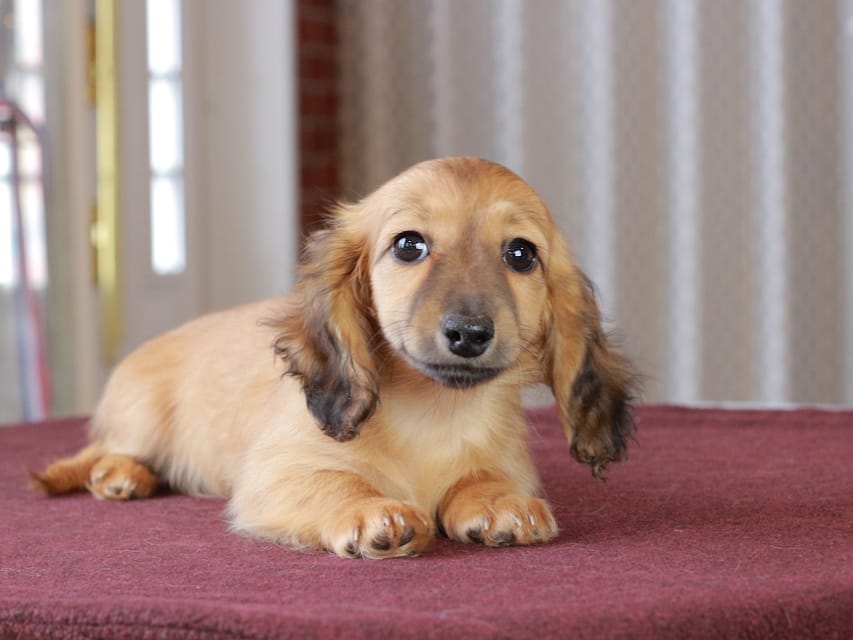 カニンヘン ダックスフンド チャンミ & ボノの子犬 レッド 女の子Dachshund_1173 カニンヘン ダックスフンド チャンミ & ボノの子犬 レッド 女の子