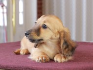Dachshund_1180 Dachshund_1180