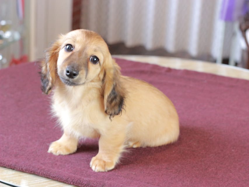 カニンヘン ダックスフンド チャンミ & ボノの子犬 レッド 女の子Dachshund_1193 カニンヘン ダックスフンド チャンミ & ボノの子犬 レッド 女の子