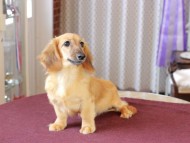 カメオ ＆ ボノの子犬 レッド 男の子 カニンヘンダックスフンド