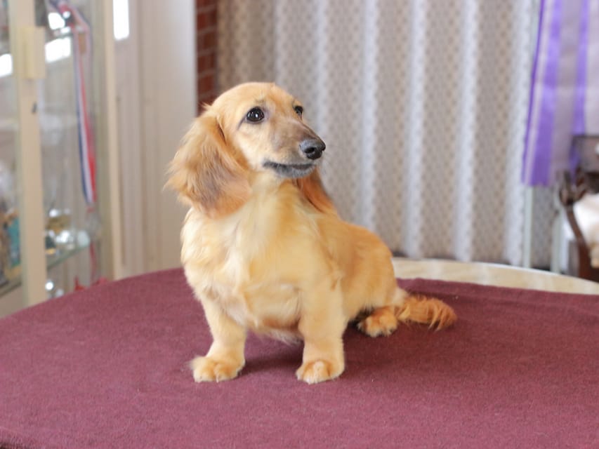 カニンヘン ダックスフンド カメオ ＆ ボノの子犬 レッド 男の子