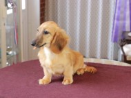 Dachshund_1203 Dachshund_1203
