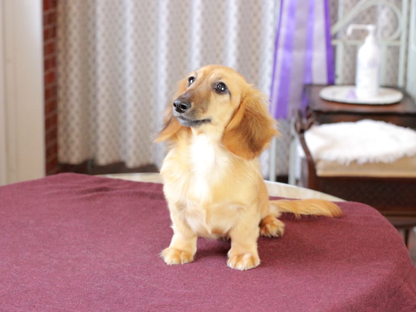 カニンヘン ダックスフンド カメオ ＆ ボノの子犬 レッド 男の子