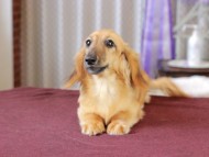 Dachshund_1219 Dachshund_1219
