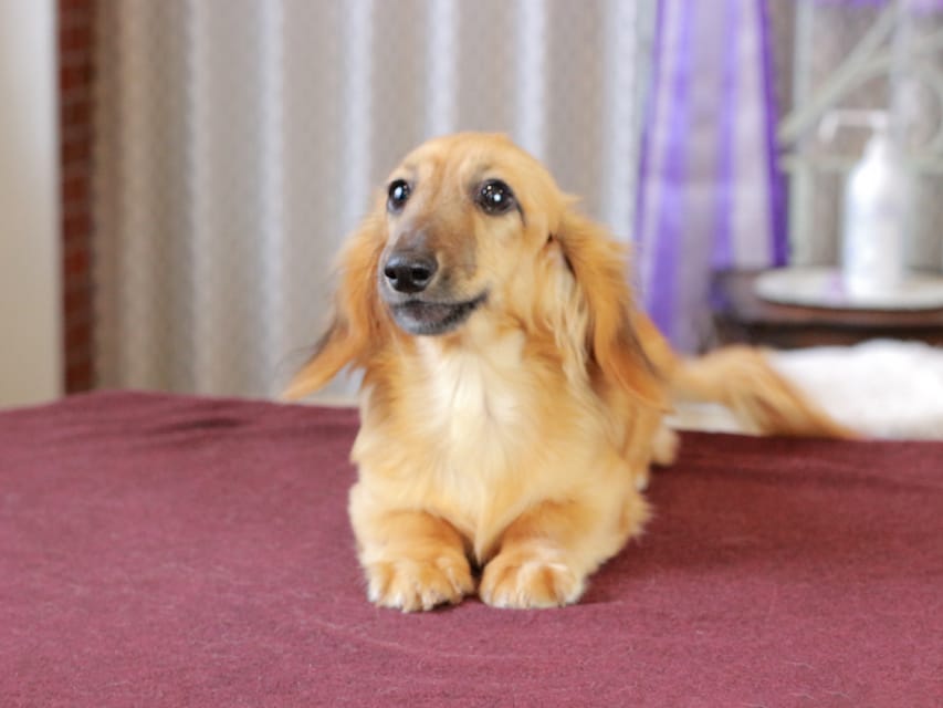 カニンヘン ダックスフンド カメオ ＆ ボノの子犬 レッド 男の子