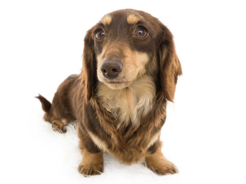 カニンヘン ダックスフンド ジャム メンバー紹介