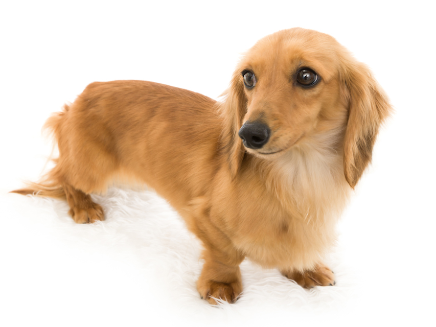 カニンヘン ダックスフンド チャンリー メンバー紹介_E5A2416 カニンヘン ダックスフンド チャンリー メンバー紹介