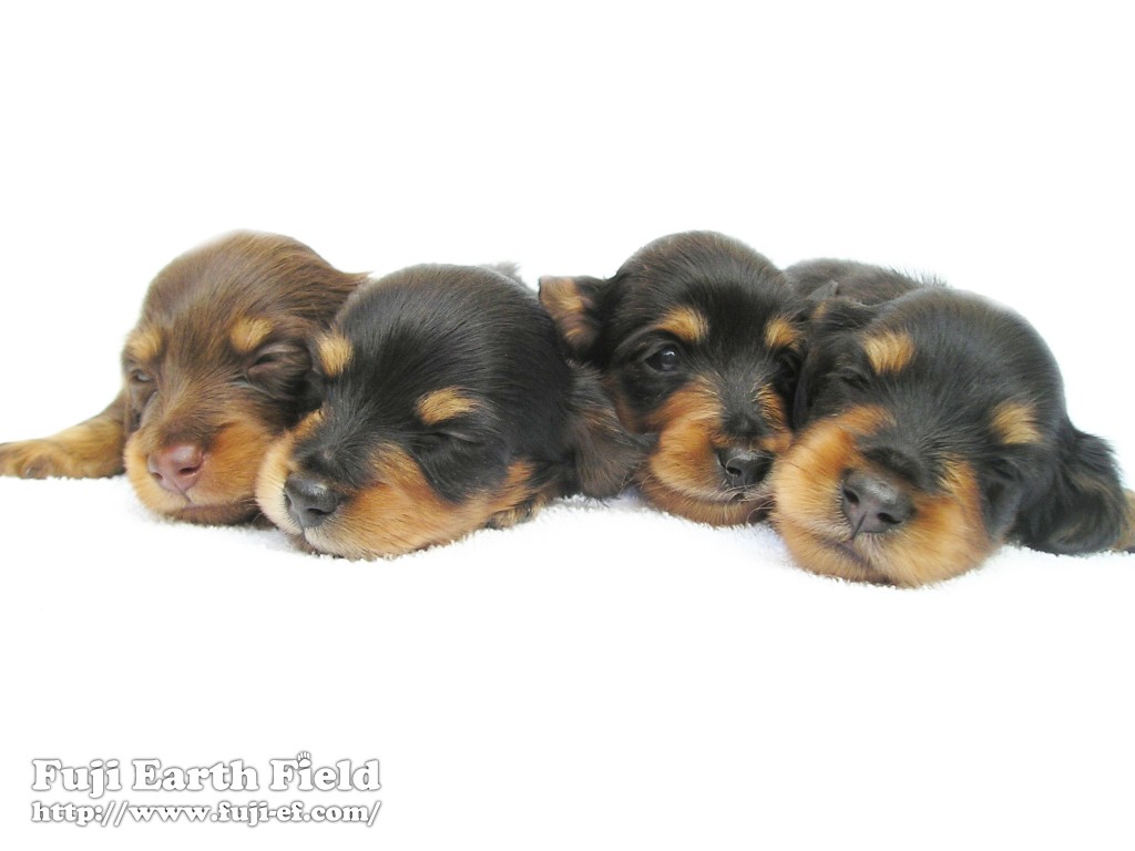 子犬 カニンヘンダックスフンド チョコ&タン ブラック&タン 子犬 カニンヘンダックスフンド チョコ&タン ブラック&タン