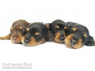 子犬 カニンヘンダックスフンド チョコ&タン ブラック&タン 子犬 カニンヘンダックスフンド チョコ&タン ブラック&タン