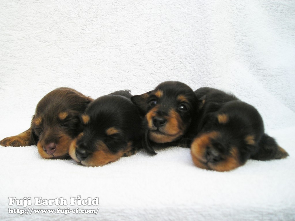 子犬 カニンヘンダックスフンド チョコ&タン ブラック&タン 子犬 カニンヘンダックスフンド チョコ&タン ブラック&タン