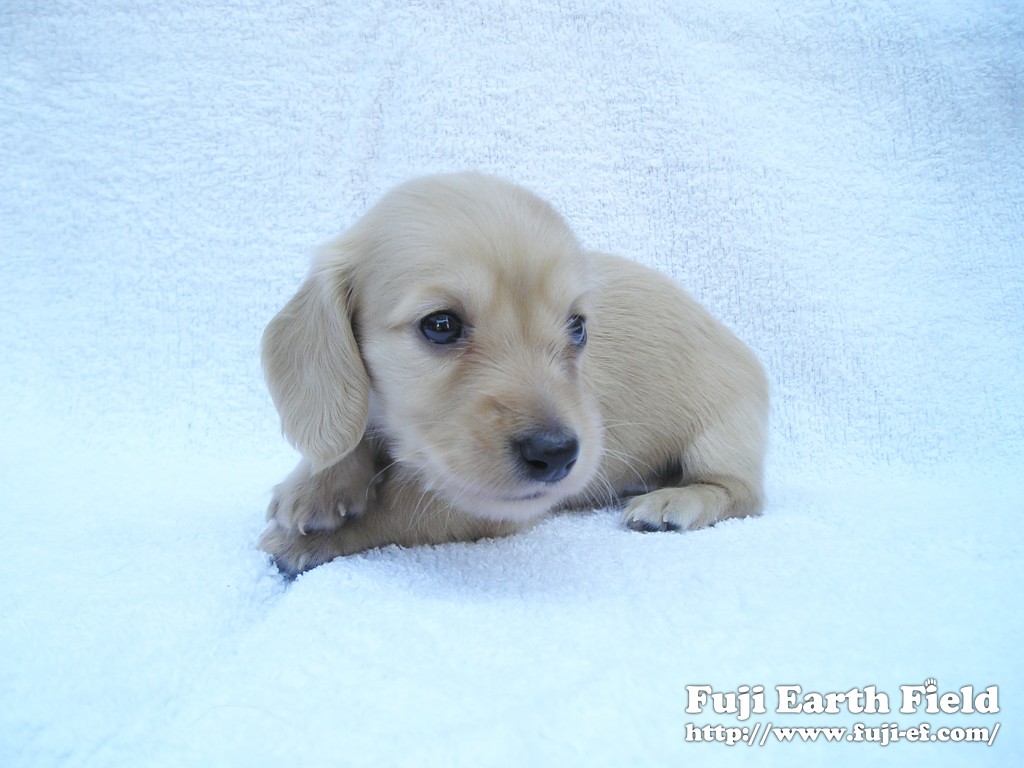 子犬 カニンヘンダックスフンド　クリーム　男の子