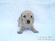 子犬 カニンヘンダックスフンド　クリーム　男の子