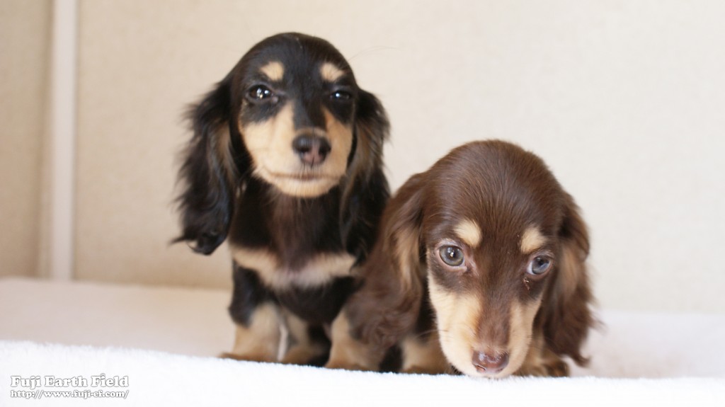 カニンヘンダックスフンド 富士(ブラック&クリーム)朝日(チョコ&クリーム) カニンヘンダックスフンド 富士(ブラック&クリーム)朝日(チョコ&クリーム)