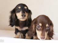 カニンヘンダックスフンド 富士(ブラック&クリーム)朝日(チョコ&クリーム) カニンヘンダックスフンド 富士(ブラック&クリーム)朝日(チョコ&クリーム)