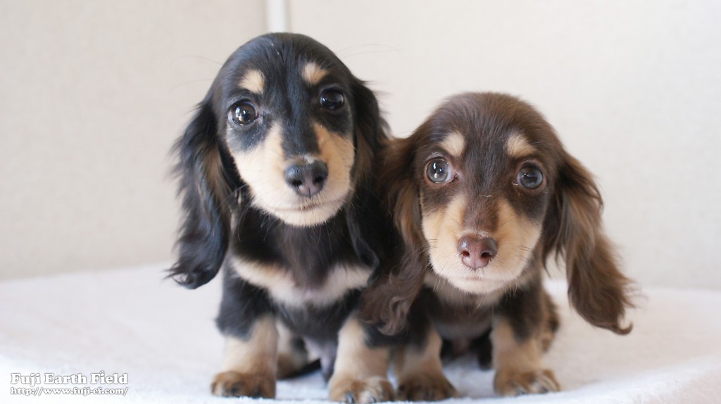 カニンヘンダックスフンド　富士（ブラック＆クリーム）朝日（チョコ＆クリーム）