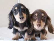 カニンヘンダックスフンド 富士(ブラック&クリーム)朝日(チョコ&クリーム) カニンヘンダックスフンド 富士(ブラック&クリーム)朝日(チョコ&クリーム)