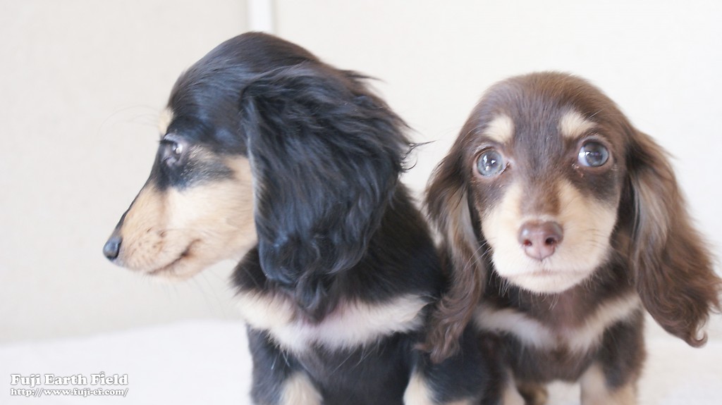 カニンヘンダックスフンド　富士（ブラック＆クリーム）朝日（チョコ＆クリーム）