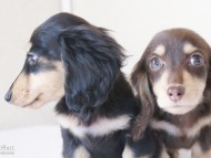 カニンヘンダックスフンド　富士（ブラック＆クリーム）朝日（チョコ＆クリーム）