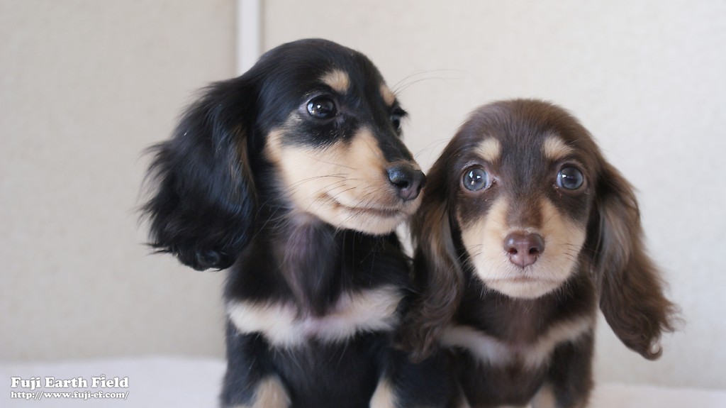 カニンヘンダックスフンド　富士（ブラック＆クリーム）朝日（チョコ＆クリーム）