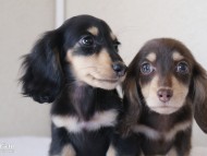 カニンヘンダックスフンド　富士（ブラック＆クリーム）朝日（チョコ＆クリーム）