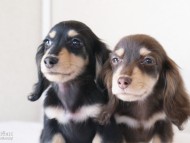 カニンヘンダックスフンド　富士（ブラック＆クリーム）朝日（チョコ＆クリーム）