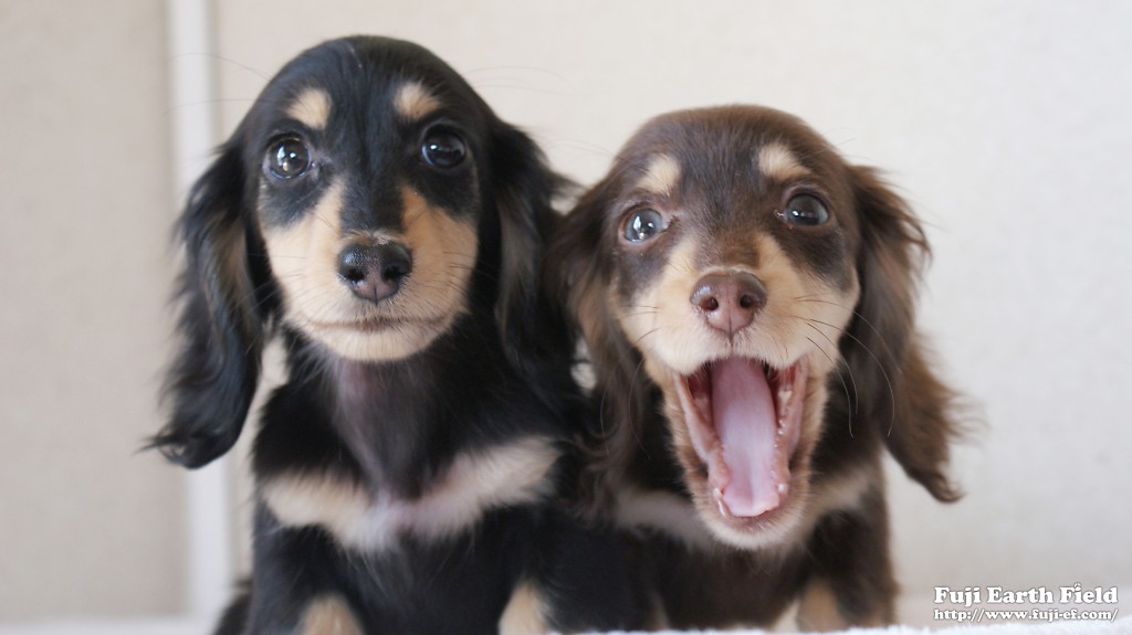 カニンヘンダックスフンド 富士(ブラック&クリーム)朝日(チョコ&クリーム) カニンヘンダックスフンド 富士(ブラック&クリーム)朝日(チョコ&クリーム)