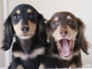 カニンヘンダックスフンド 富士(ブラック&クリーム)朝日(チョコ&クリーム) カニンヘンダックスフンド 富士(ブラック&クリーム)朝日(チョコ&クリーム)