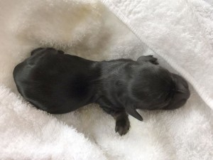 ダックスフンド カニンヘン アイビー　8/26出産しました