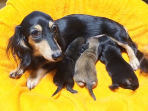 グリム 女の子 カニンヘン ダックスフンド 3.0kg ブラック&クリーム グリム 女の子 カニンヘン ダックスフンド 3.0kg ブラック&クリーム