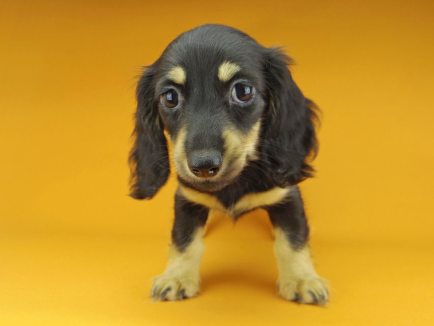 カニンヘンダックスフンド アビスmt & バロンmtの子犬 ブラックイエロー（ブラッククリーム） 女の子