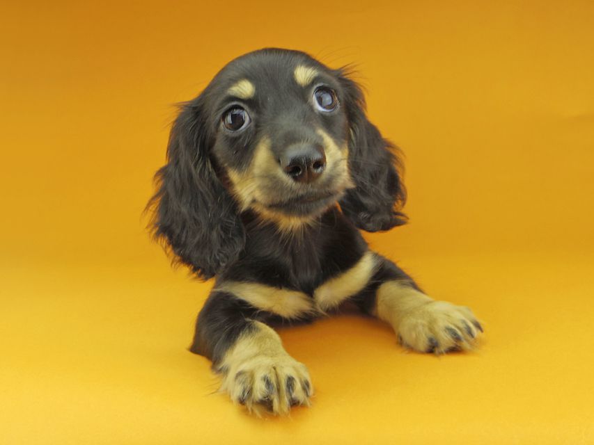 カニンヘンダックスフンド アビスmt & バロンmtの子犬 ブラックイエロー（ブラッククリーム） 女の子