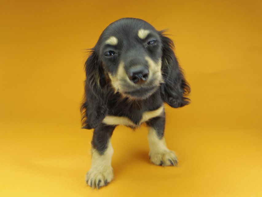 カニンヘンダックスフンド アビスmt & バロンmtの子犬 ブラックイエロー（ブラッククリーム） 女の子