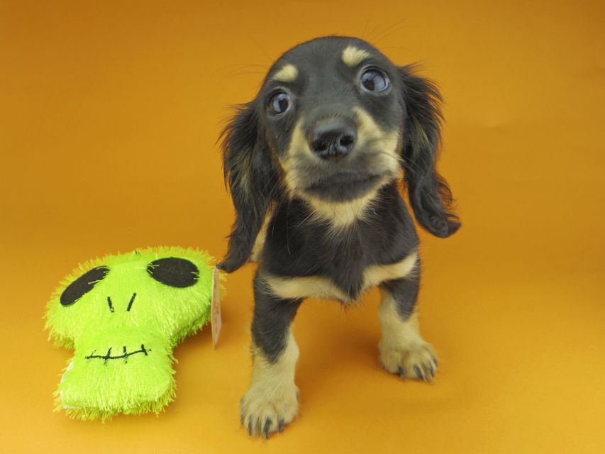 カニンヘンダックスフンド アビスmt & バロンmtの子犬 ブラックイエロー（ブラッククリーム） 女の子