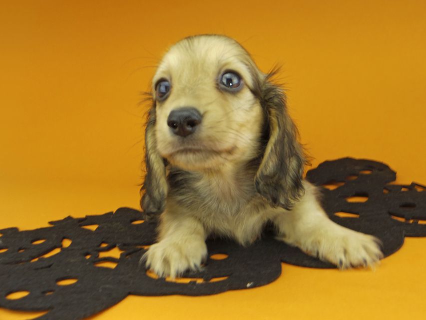 カニンヘンダックスフンド クム & スカッシュの子犬 イエロー 男の子_IGP0034 カニンヘンダックスフンド クム & スカッシュの子犬 イエロー 男の子