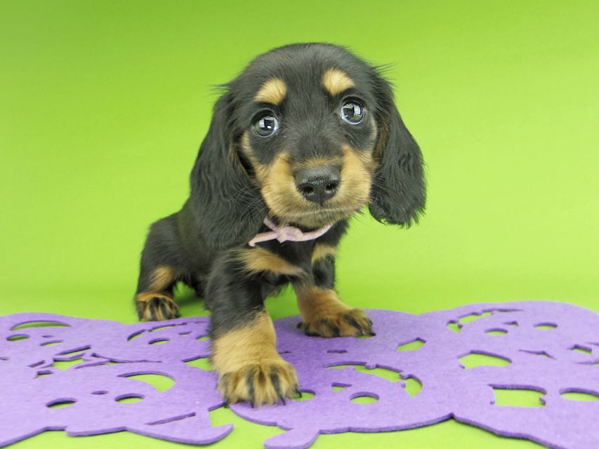 カニンヘンダックスフンド ルースmt & バロンmtの子犬 ブラックタン 女の子（1）