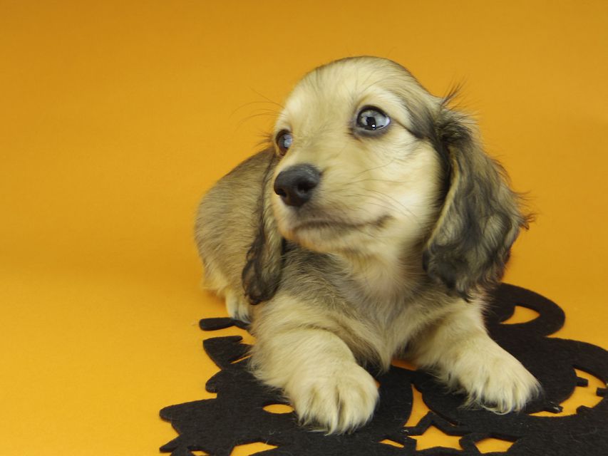 カニンヘンダックスフンド クム & スカッシュの子犬 イエロー 男の子_IGP0044 カニンヘンダックスフンド クム & スカッシュの子犬 イエロー 男の子