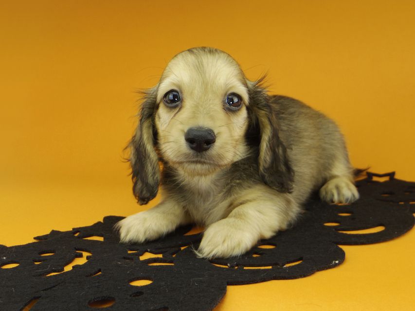 カニンヘンダックスフンド クム & スカッシュの子犬 イエロー 男の子_IGP0047 カニンヘンダックスフンド クム & スカッシュの子犬 イエロー 男の子