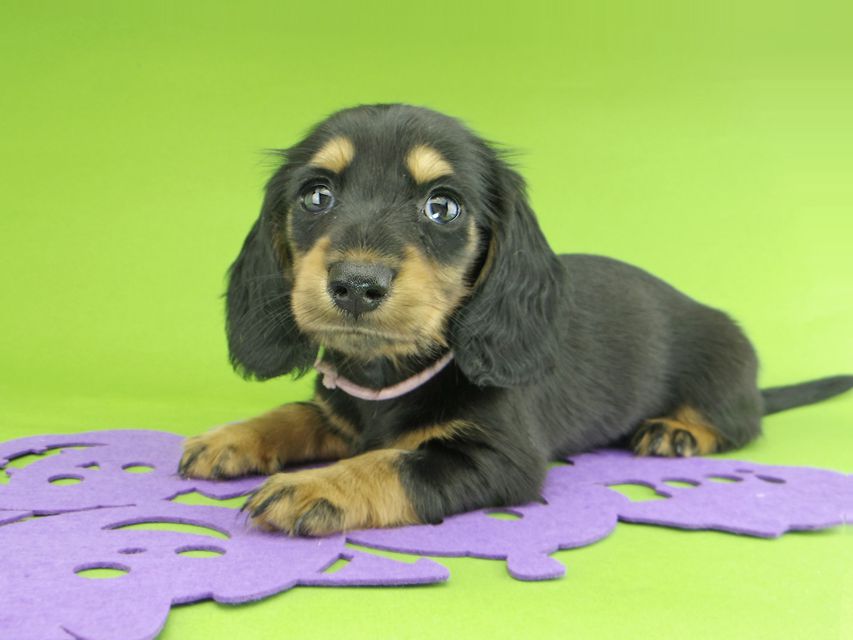 カニンヘンダックスフンド ルースmt & バロンmtの子犬 ブラックタン 女の子（1）