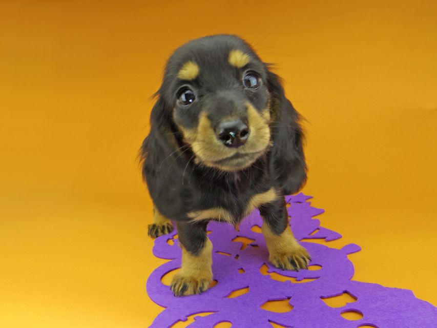 カニンヘンダックスフンド ルースmt & バロンmtの子犬 ブラックタン 女の子（2）