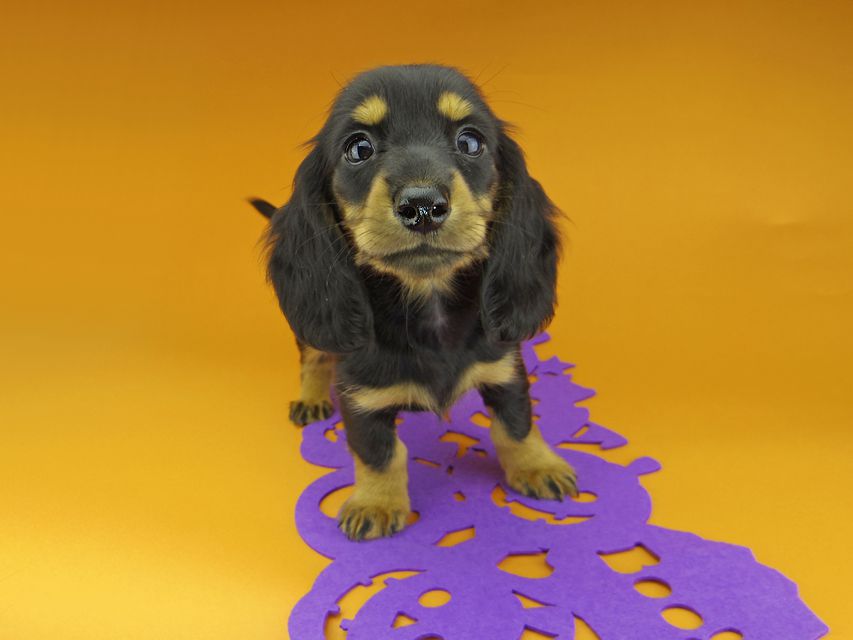 カニンヘンダックスフンド ルースmt & バロンmtの子犬 ブラックタン 女の子（2）