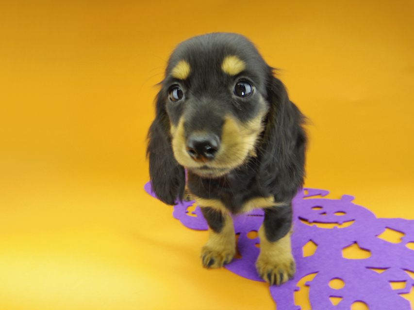 カニンヘンダックスフンド ルースmt & バロンmtの子犬 ブラックタン 女の子（2）