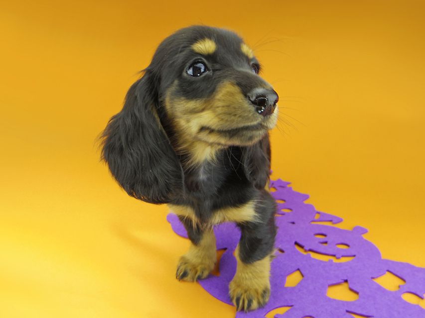 カニンヘンダックスフンド ルースmt & バロンmtの子犬 ブラックタン 女の子（2）