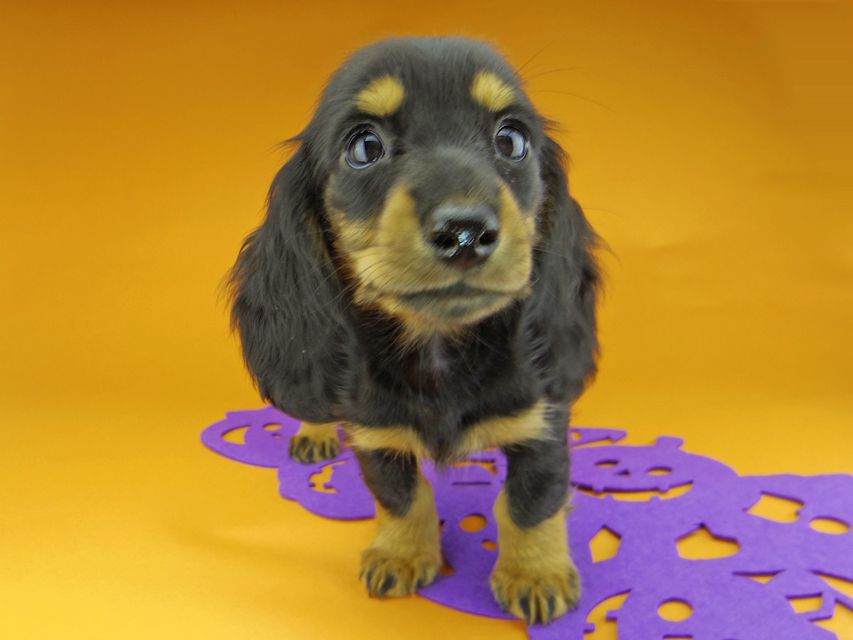 カニンヘンダックスフンド ルースmt & バロンmtの子犬 ブラックタン 女の子（2）