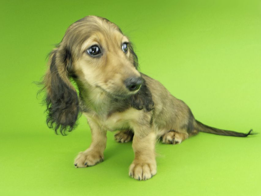 カニンヘンダックスフンド ニコmt & ビルズmtの子犬 シェーデットイエロー（シェーデットクリーム） 男の子