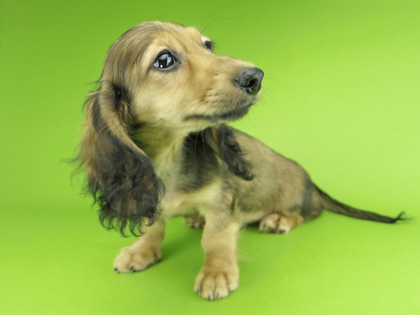 カニンヘンダックスフンド ニコmt & ビルズmtの子犬 シェーデットイエロー（シェーデットクリーム） 男の子