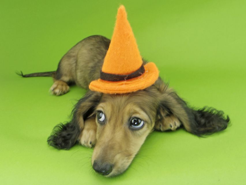 カニンヘンダックスフンド ニコmt & ビルズmtの子犬 シェーデットイエロー（シェーデットクリーム） 男の子