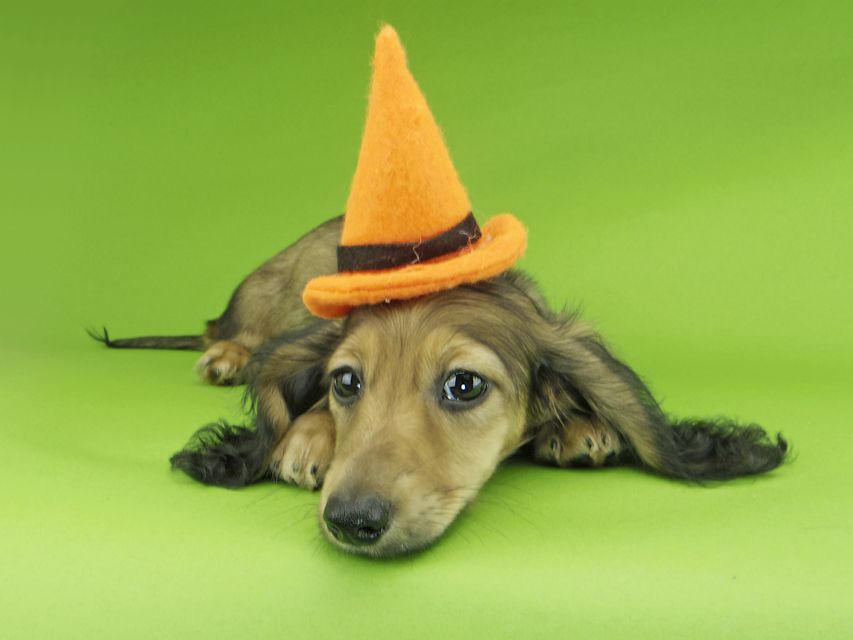 カニンヘンダックスフンド ニコmt & ビルズmtの子犬 シェーデットイエロー（シェーデットクリーム） 男の子